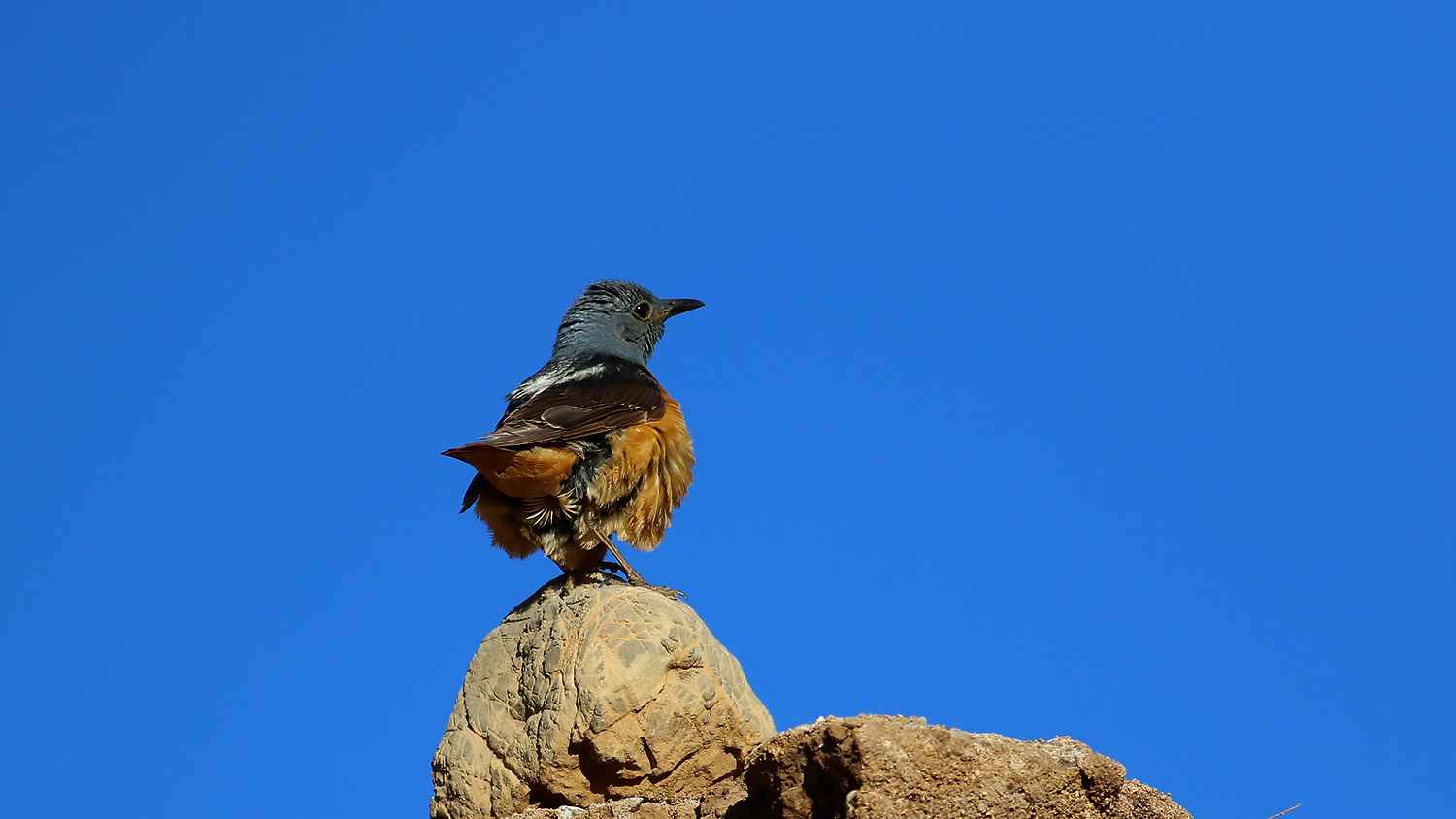 Rufous-tailed Rock-Thrush